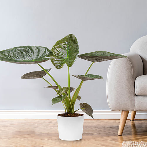 Send Plants & Gifts to Germany | Fresh Plant Delivery to Germany