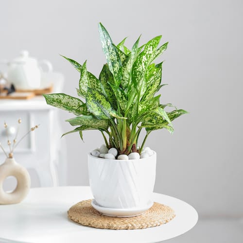 ceramic black planters Palace Extra Large Black Ceramic Planter main image 0