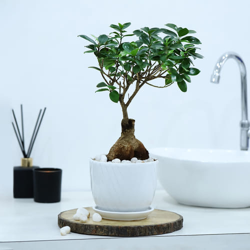 Bonsai Plants Online | Potted Bonsai Tree | Indoor Bonsai Plants