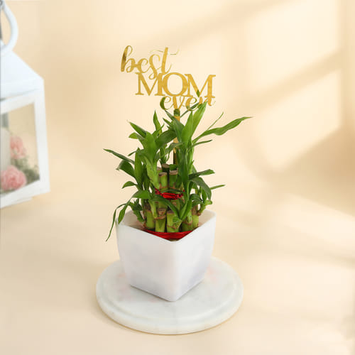 Mother's Day Best Mom Ever Lucky Bamboo Plant