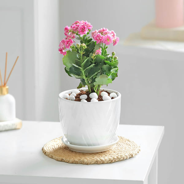 Orange Kalanchoe Plant with Ceramic Pot