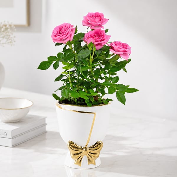 Rose Radiance Charm