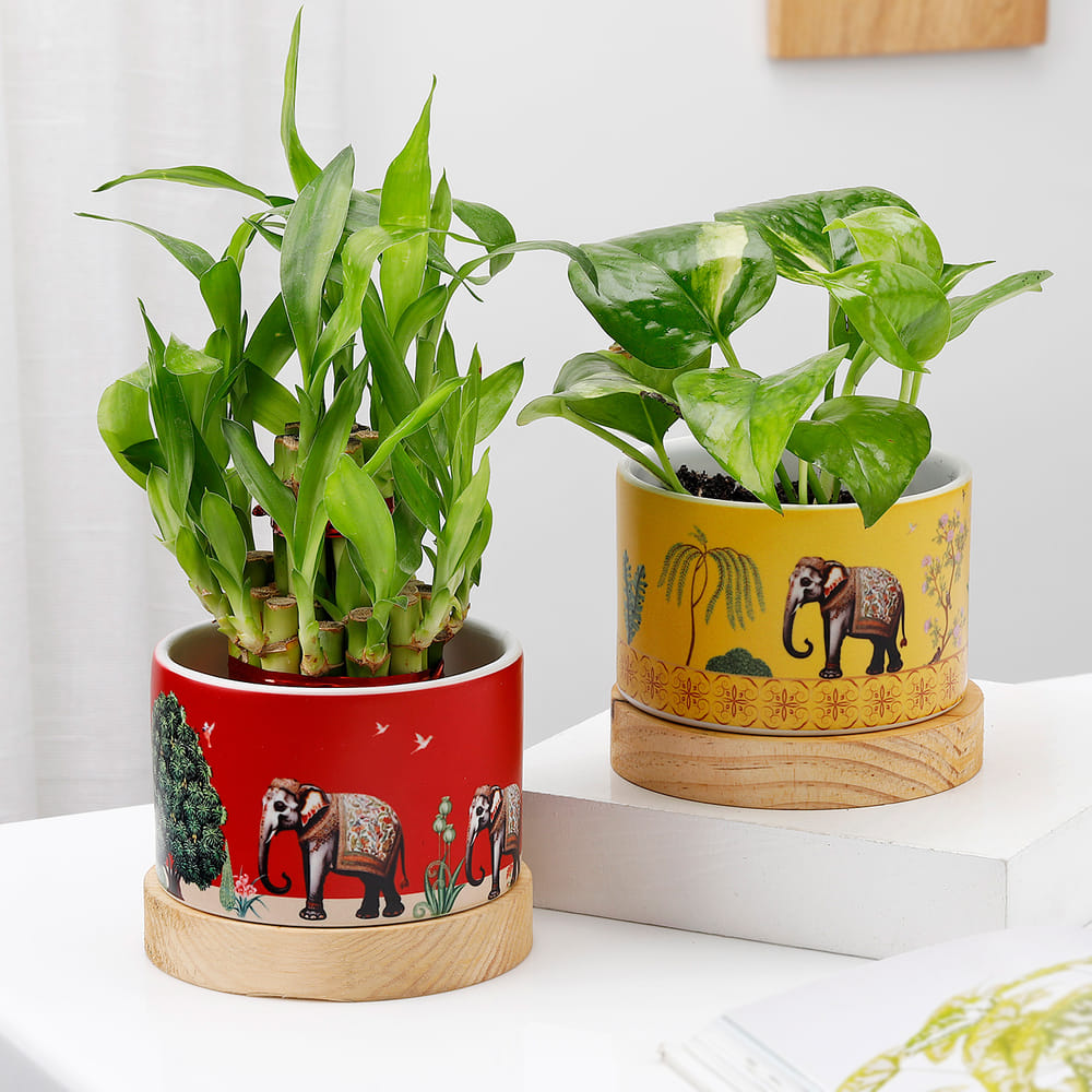 Send Balance Of Life- Money Plant And Bamboo Plant Combo Online, Same Day  Delivery in UAE | IGP | JVS1284072