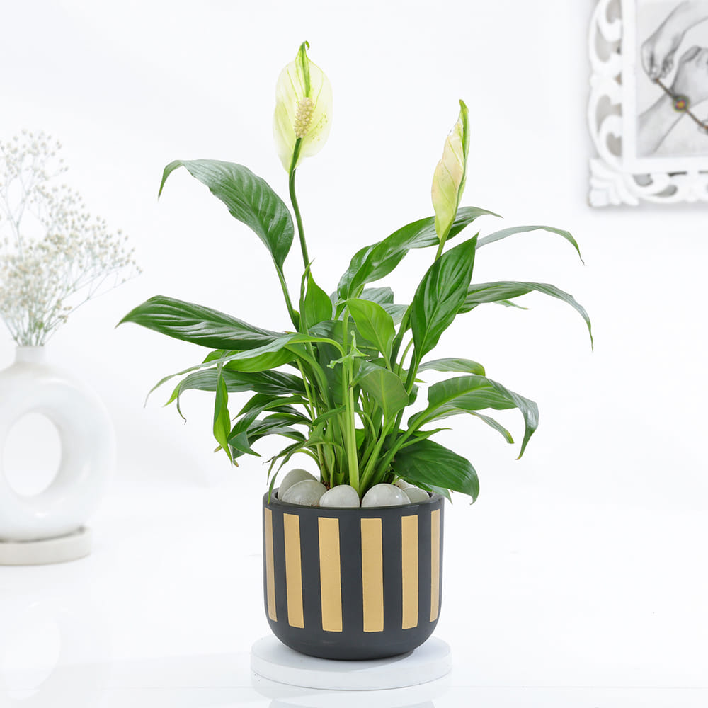 small succulent in pot Gift Small Ceramic Succulent Pot With Drainage and Bamboo Tray- With Cactus or Succulent 2