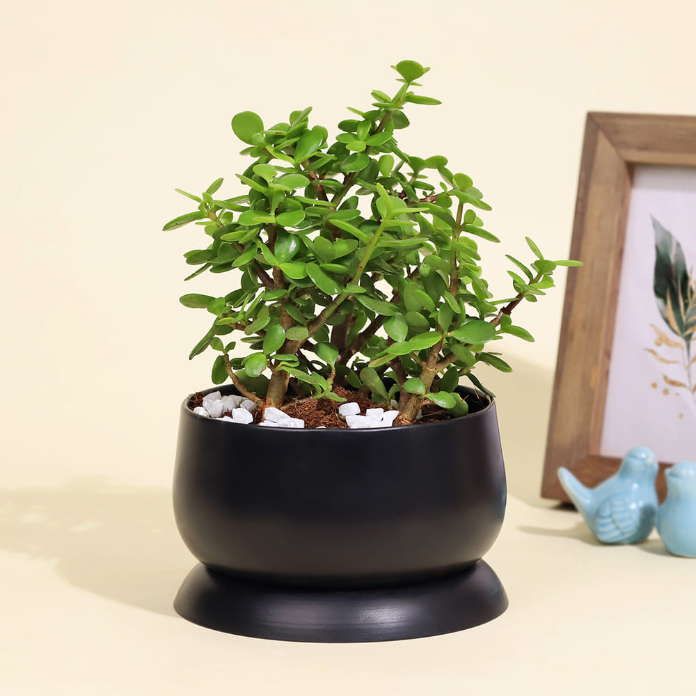 chinese jade plant Jade Plant
