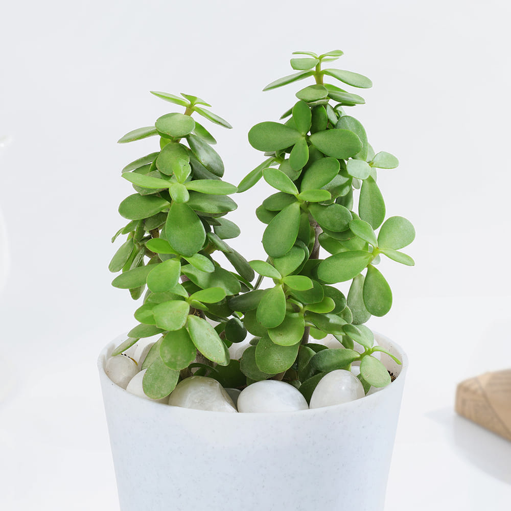 Buy/Send Lucky Jade Plant In Adorable Self-Watering Planter Online | IGP |  JVS1412737