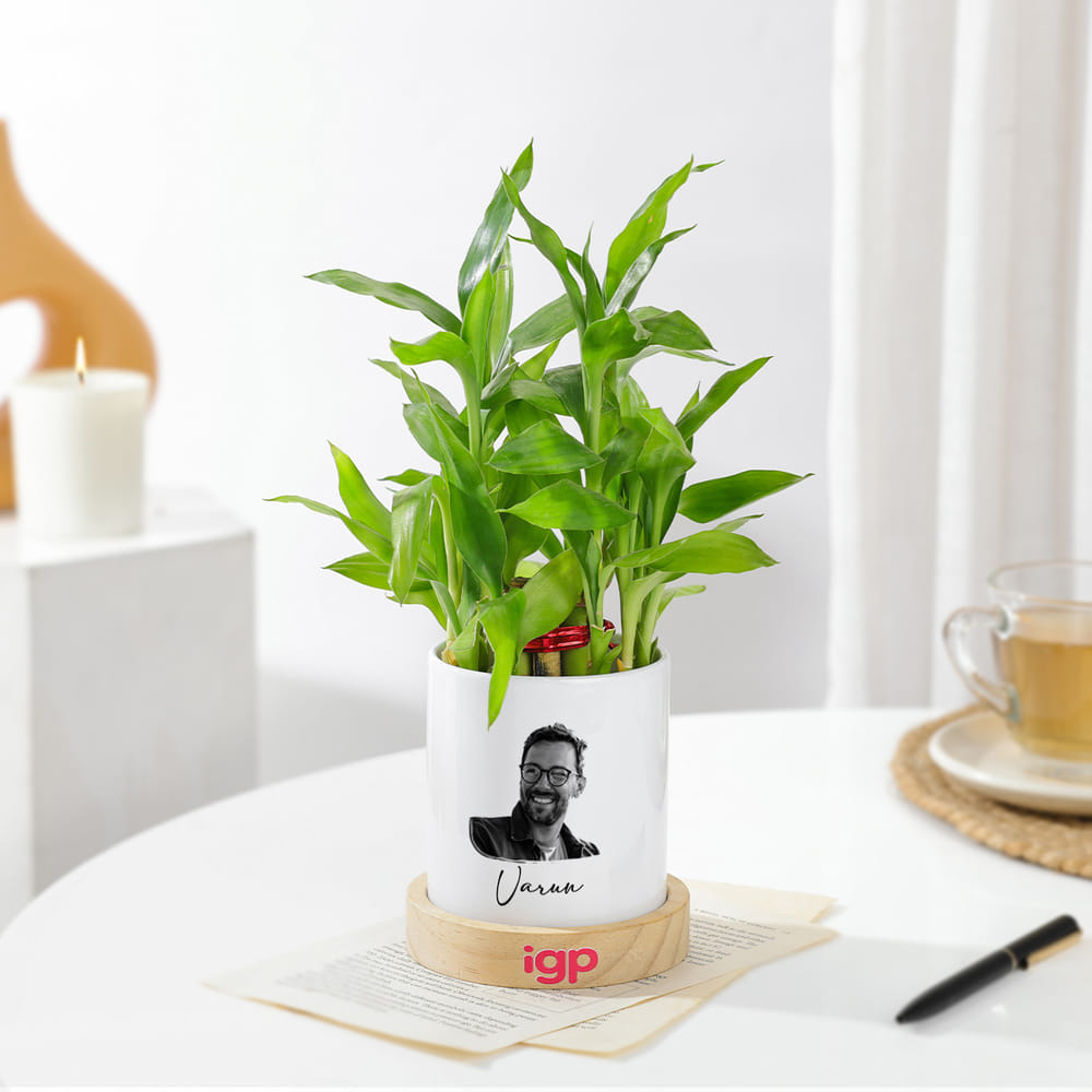 Send Personalized Bamboo Plant With Planter Online, Same Day Delivery in  UAE | IGP | JVS1285795