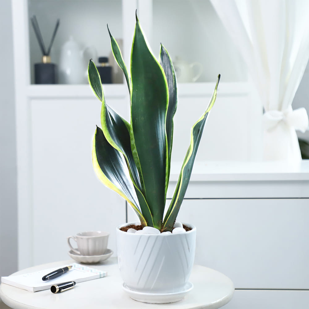 Send Snake Plant With Planter Online, Same Day Delivery in UAE | IGP |  JVS1264415