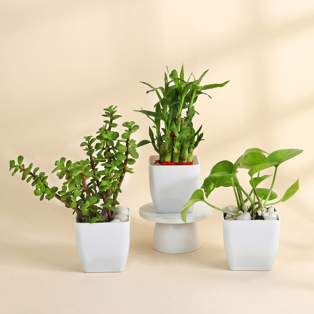 black cardinal philodendron Philodendron Black Cardinal — Aroidasia main image 1