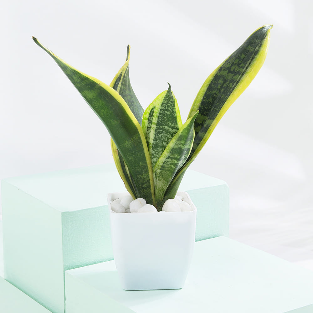 long indoor planter H Potter Herb Pot Indoor Window Succulent Planter with Drainage and Tray