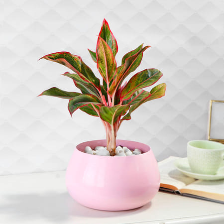 Aglaonema Lipstick in Pink Round Pot-image-9