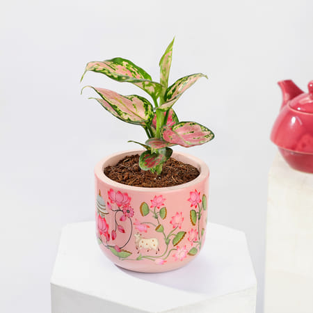 Aglaonema Plant with Teracotta Pot-picture-35