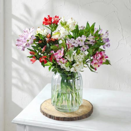 Alstroemeria Dreams-picture-27