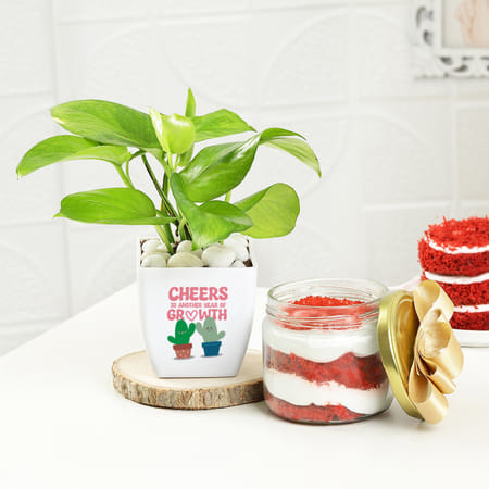 Birthday Special Money Plant With Red Velvet Jar Cake-picture-40