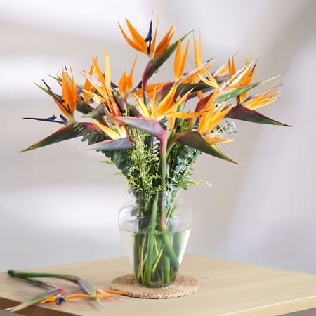 Blooms of Paradise-image-28
