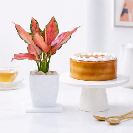 Blush Beauty Aglaonema Plant and Butterscotch Cake Combo-image-4