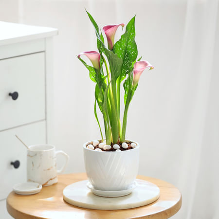 Calla Lily Planter — minimal pollen