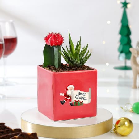 Charming Christmas Plants Duo-picture-17