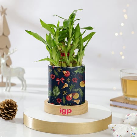 Christmas Cheer Bamboo Plant And Planter-image-40