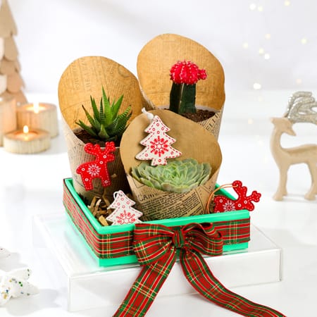 Christmas Succulent Wonderland - Set Of 3-picture-32