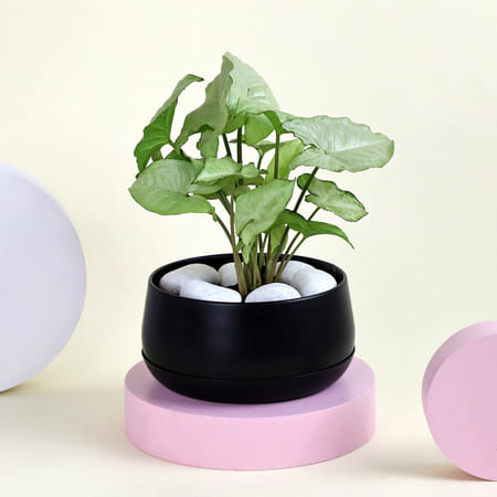 Classic Syngonium Plant with Planter-picture-34