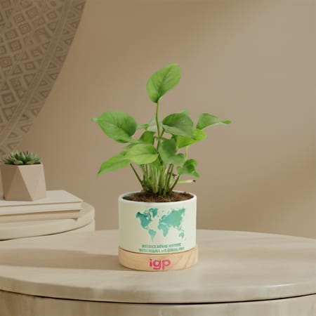 Connecting Hearts Money Plant-picture-11
