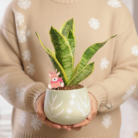 Festive Snake Superba Plant With Terracotta Pot-picture-27