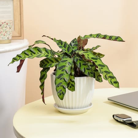 Green Whispers Calathea Plant With White Vase-image-16