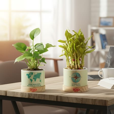 Harmonious Duo Indoor Plant Set-picture-37