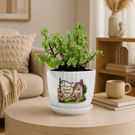 Jade Plant with Plate-picture-37