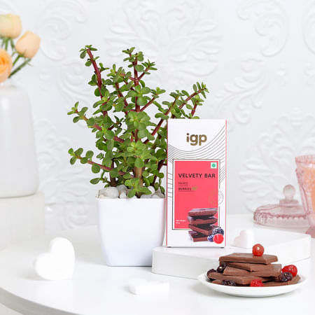 Jade Plant With Pot And Chocolate