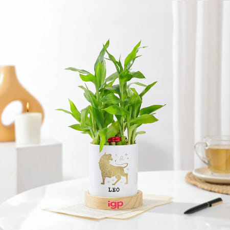 Leo Zodiac 2 Layered Bamboo Planter-picture-23