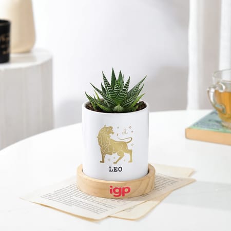 Leo Zodiac Zebra Succulent Planter-picture-38