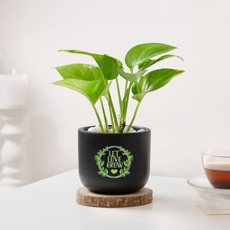 Let Love Grow Money Plant With Planter-picture-19