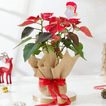 Merry & Bright Poinsettia Plant-picture-42