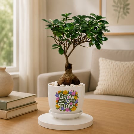 Microcarpa Bonsai Plant with Plate-picture-23