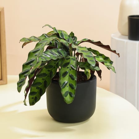 Midnight Serenity Calathea Plant With White Vase-image-25