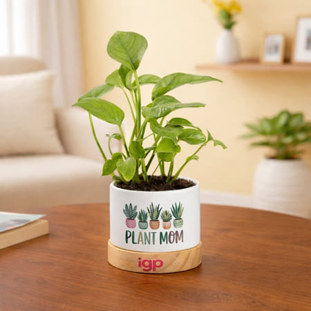Money Plant with Pot for Plant Mom-picture-39