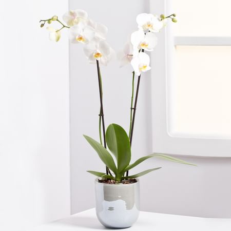 Allergy-friendly Orchid Plant