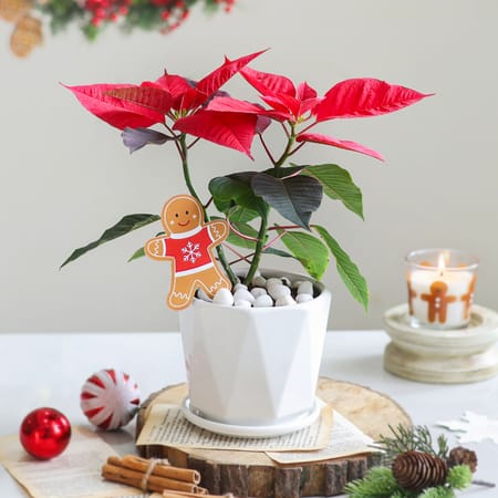 Poinsettia Cheer-image-33