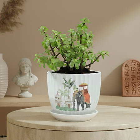 Prosperity Jade Plant In Ribbed White Planter-picture-22