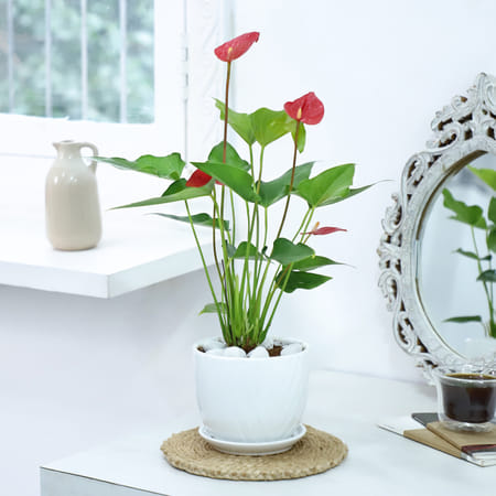 Red Anthurium Plant With Planter-picture-24