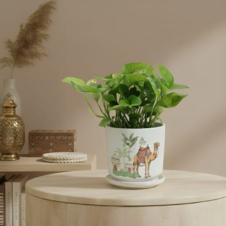 Serene Fortune Money Plant With A Camel Planter-picture-10