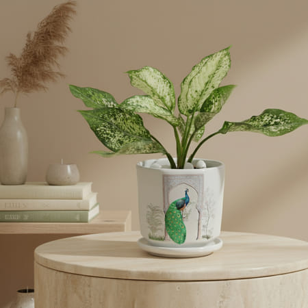 Serene Greens Aglaonema Plant In White Peacock Planter
