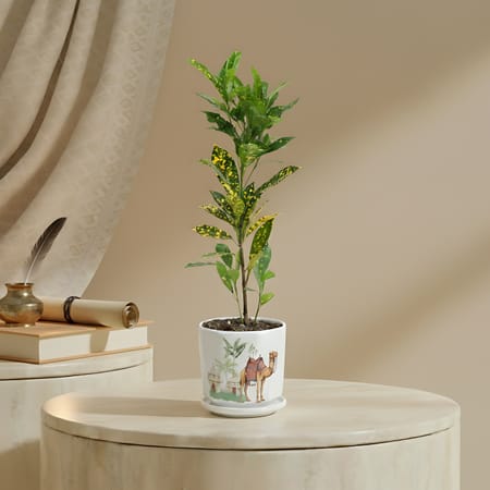 Verdant Glow Croton Plant With Hexagon Planter-image-42