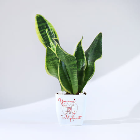 You Won My Heart - Snake Plant-picture-37