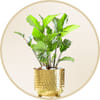 Plants