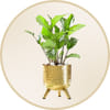 Plants
