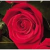 12 Roses ( medium stemmed )