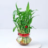 2 Layered Bamboo Plant (Mild Sunlight/Less Water) Online